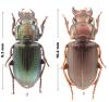 Harpalus distinguendus